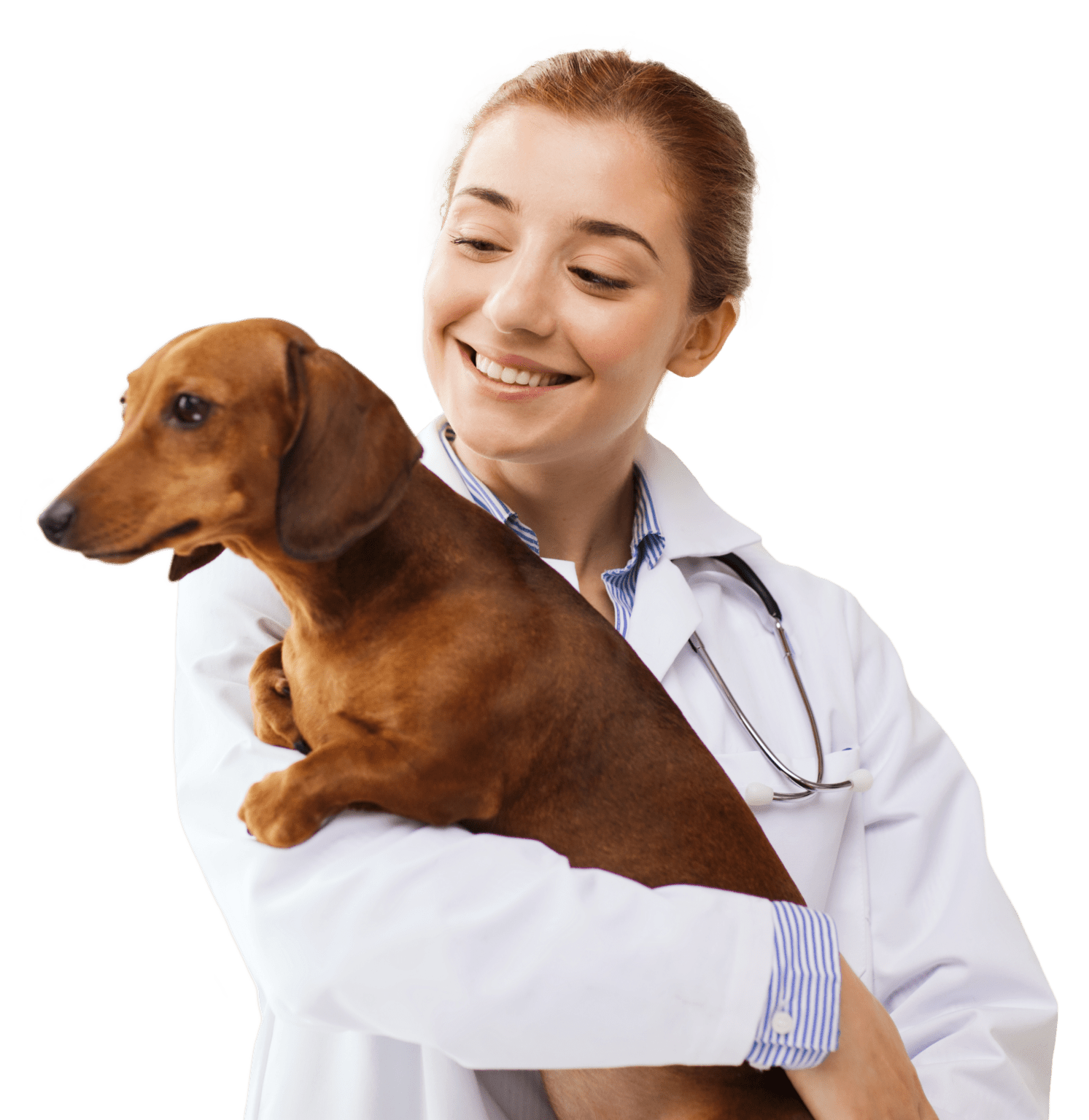 Externship Harbor.vet by Suveto